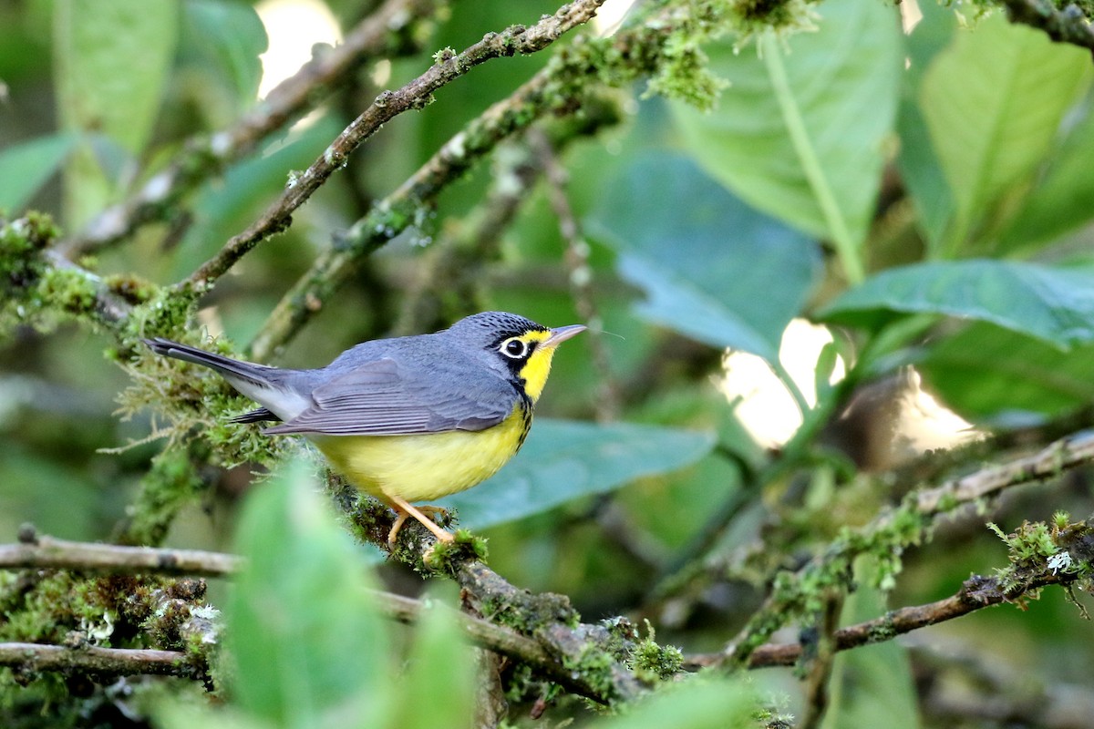 Canada Warbler - Dave Beeke