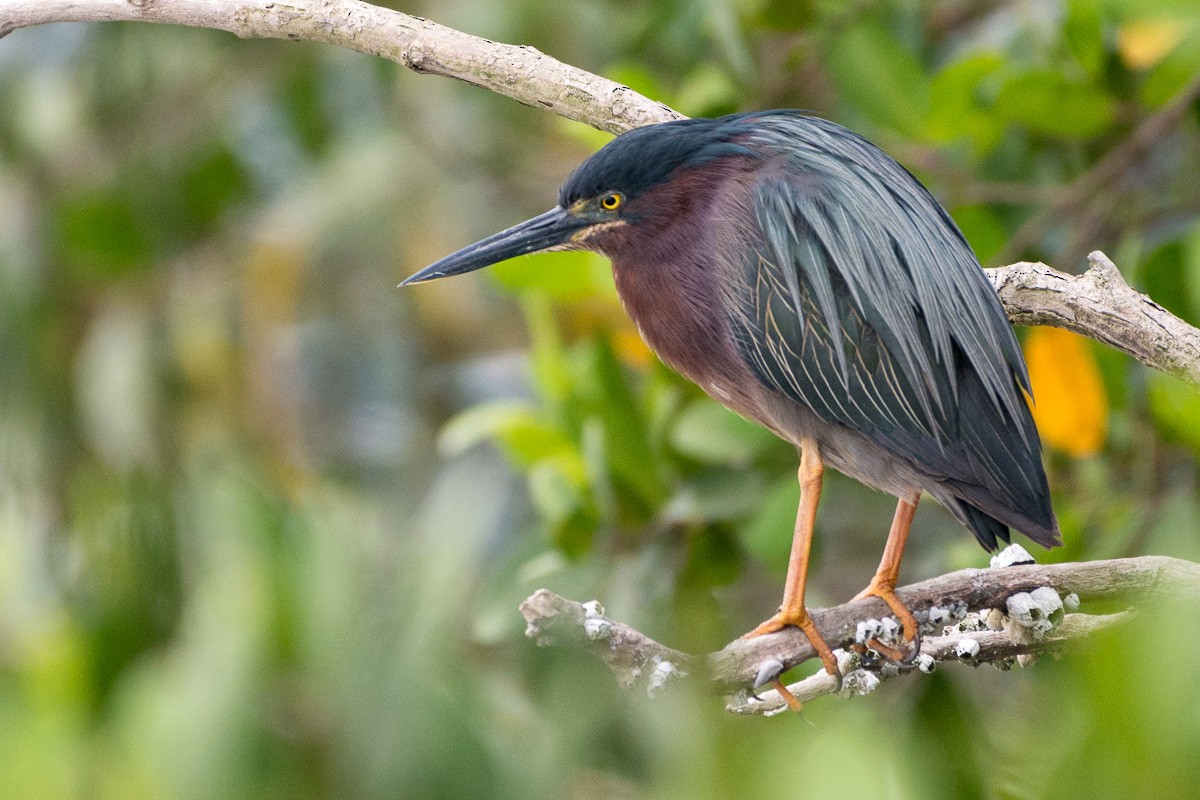 Green Heron - ML150140871