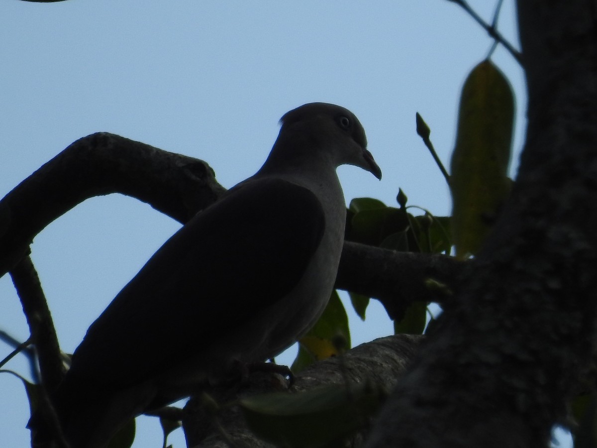 Mountain Imperial-Pigeon - Sourav Halder