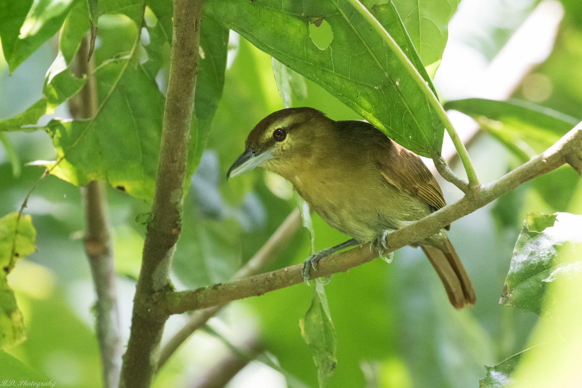 Russet Antshrike - Blair Dudeck