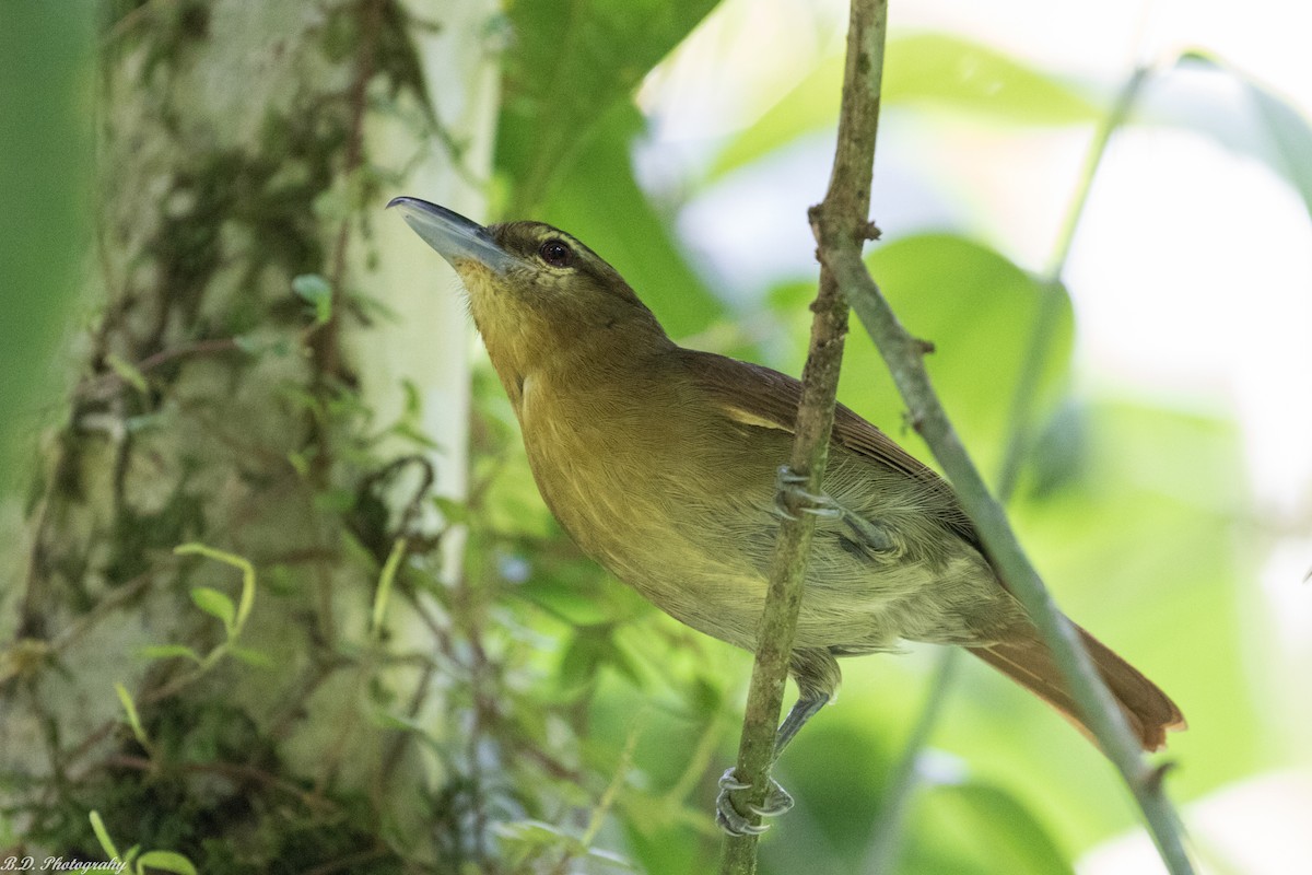 Russet Antshrike - ML150144481