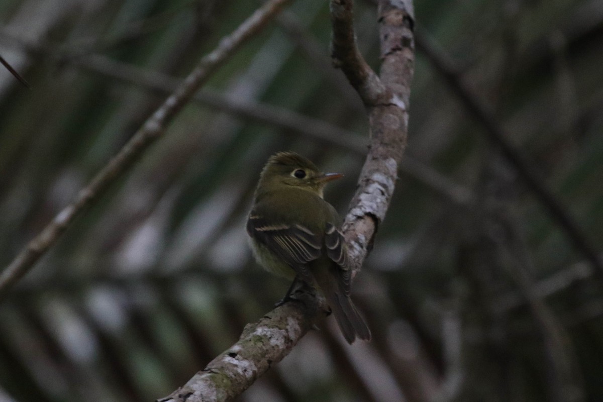 Western Flycatcher (Cordilleran) - ML150145321