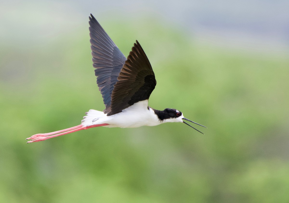 Cigüeñuela Cuellinegra (Hawaiana) - ML150146491