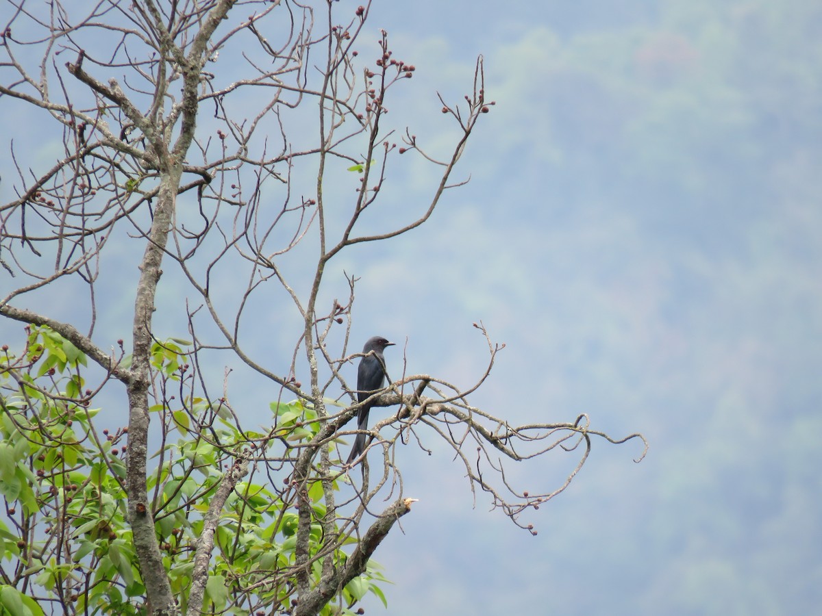 drongo kouřový - ML150149351