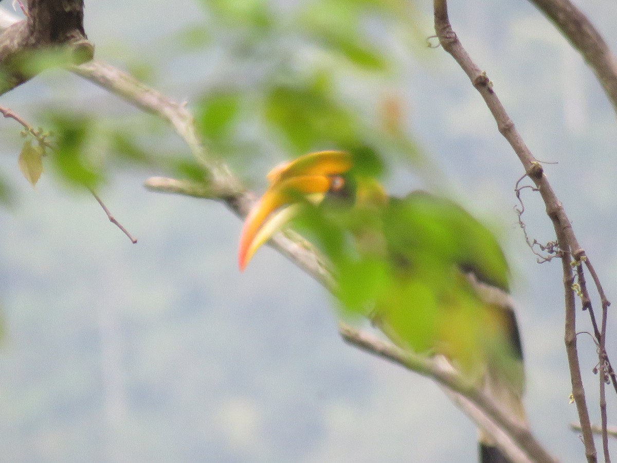Great Hornbill - Sourav Halder