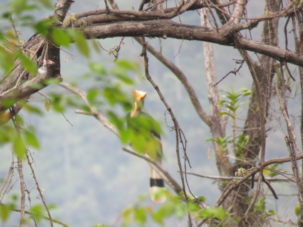 Great Hornbill - Sourav Halder