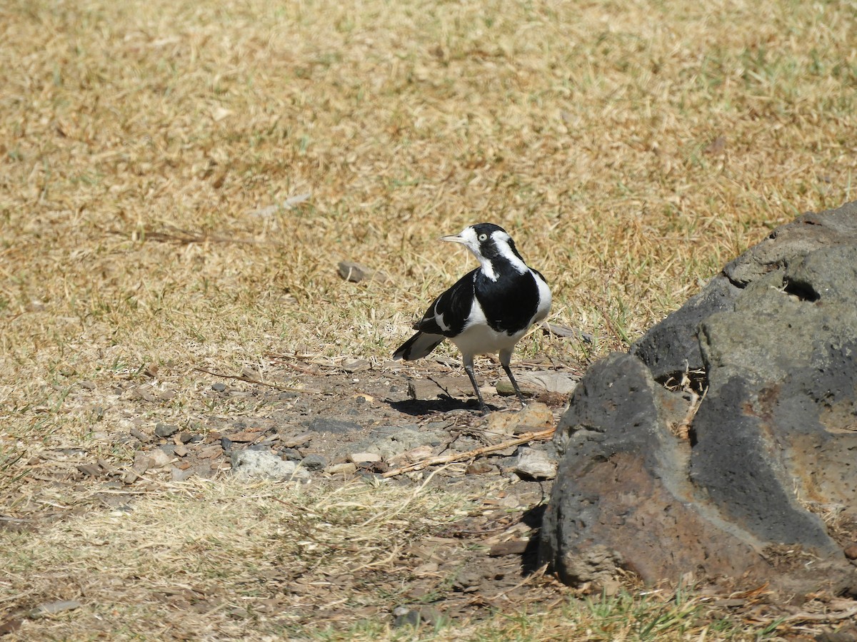 Magpie-lark - ML150150161