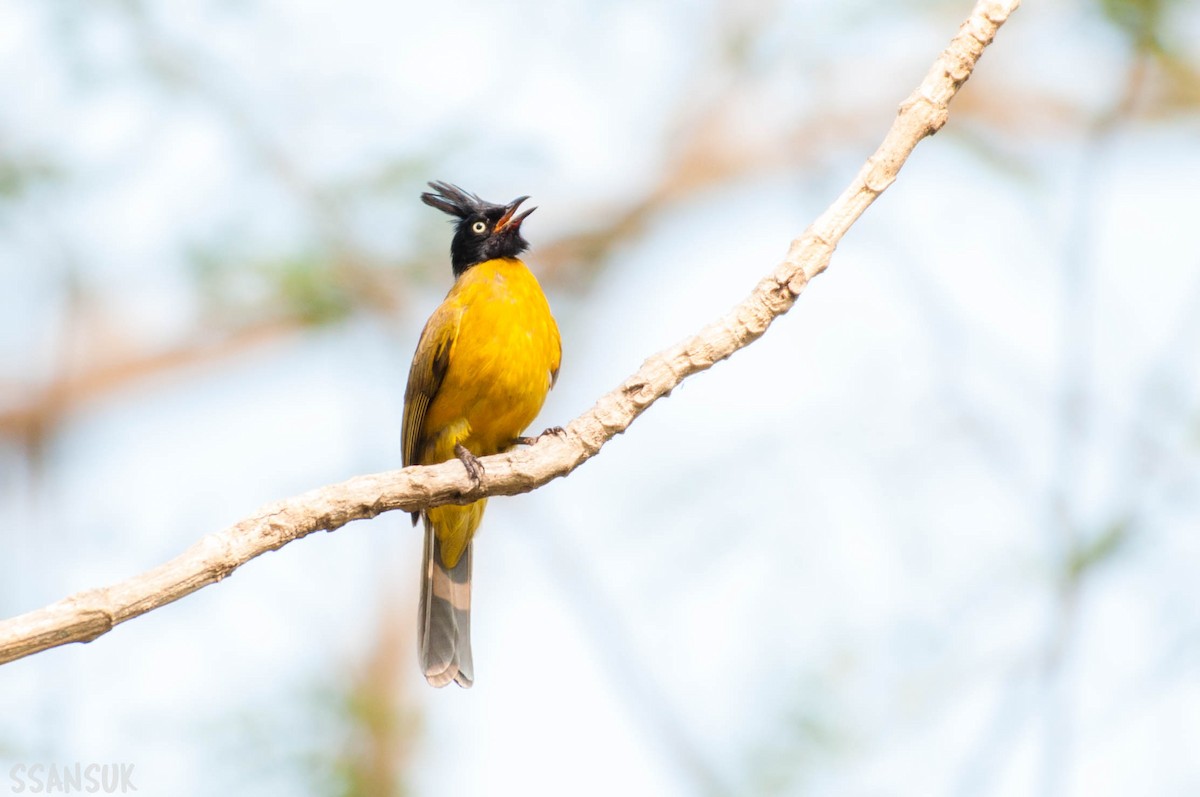 Black-crested Bulbul - ML150150461