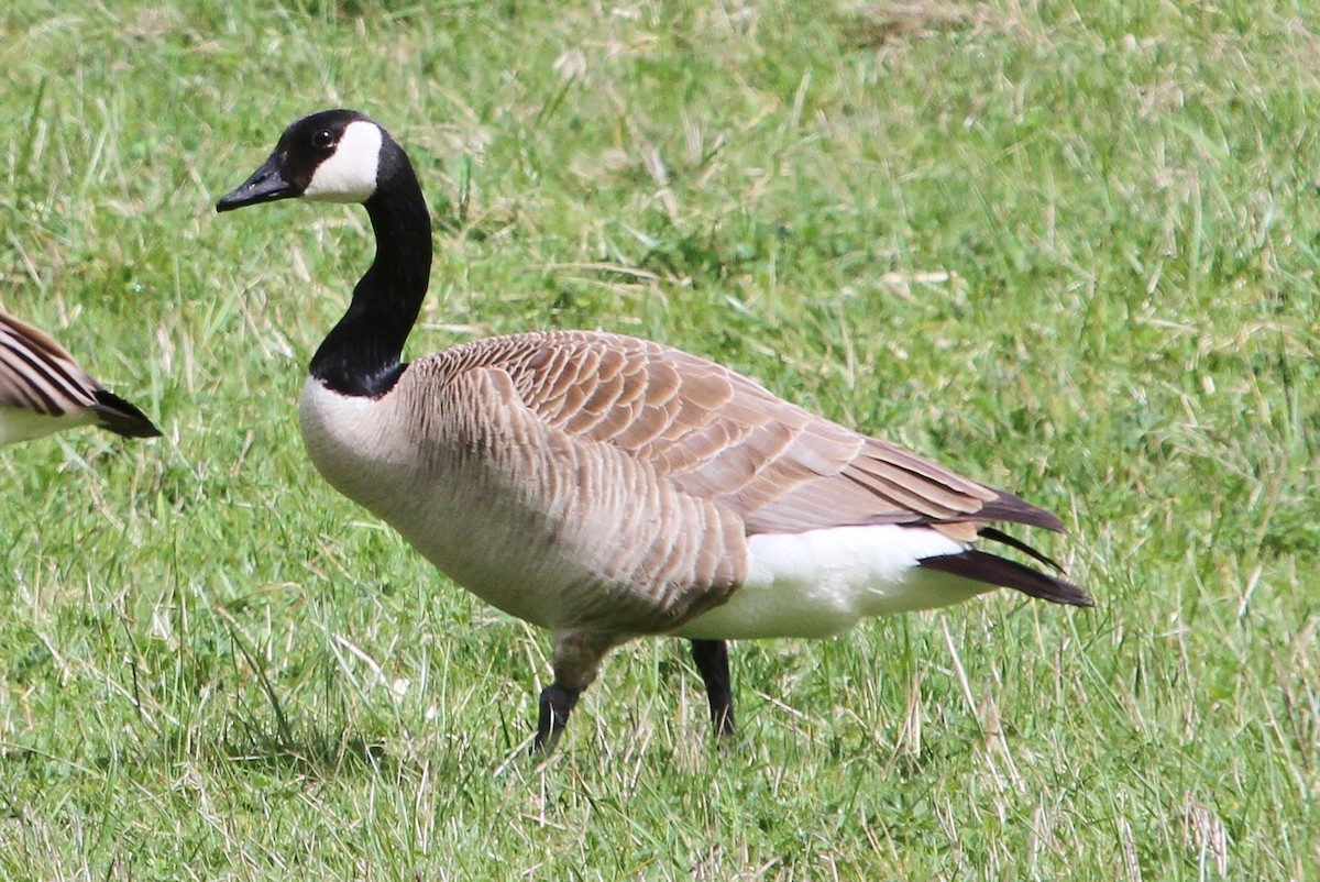 Canada Goose - John F. Gatchet