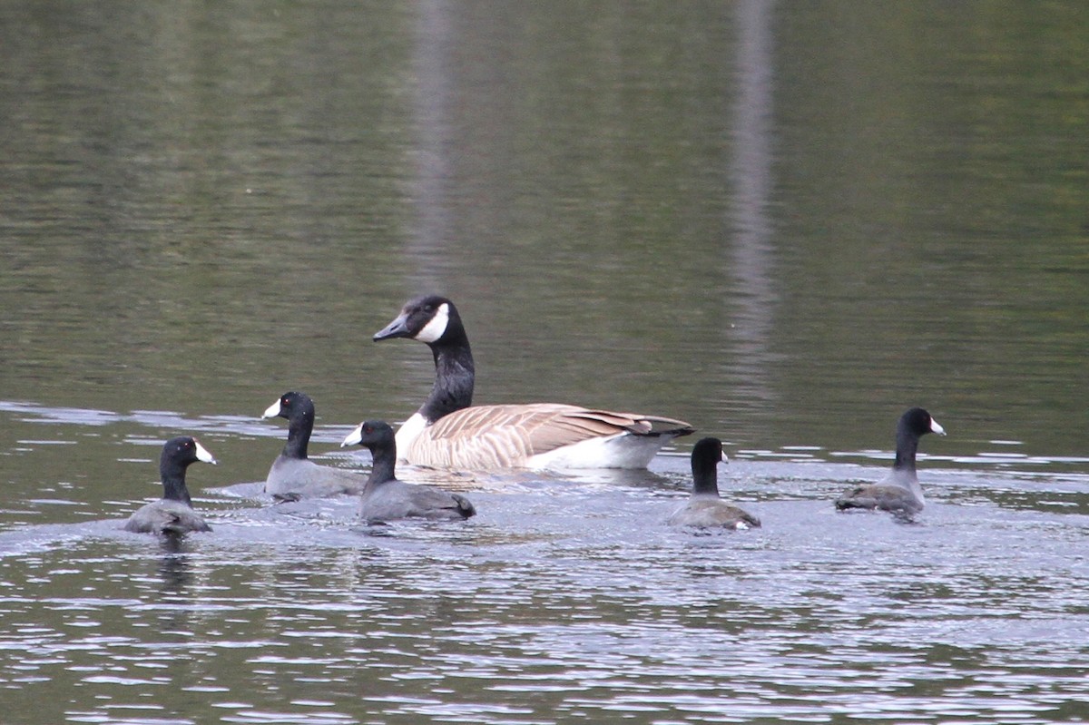 Canada Goose - John F. Gatchet