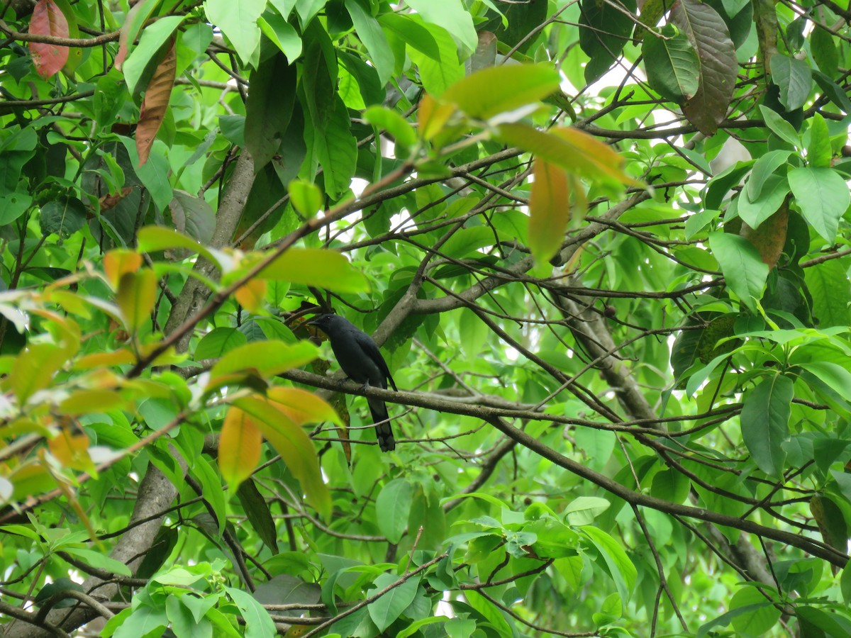 Black-winged Cuckooshrike - Sourav Halder