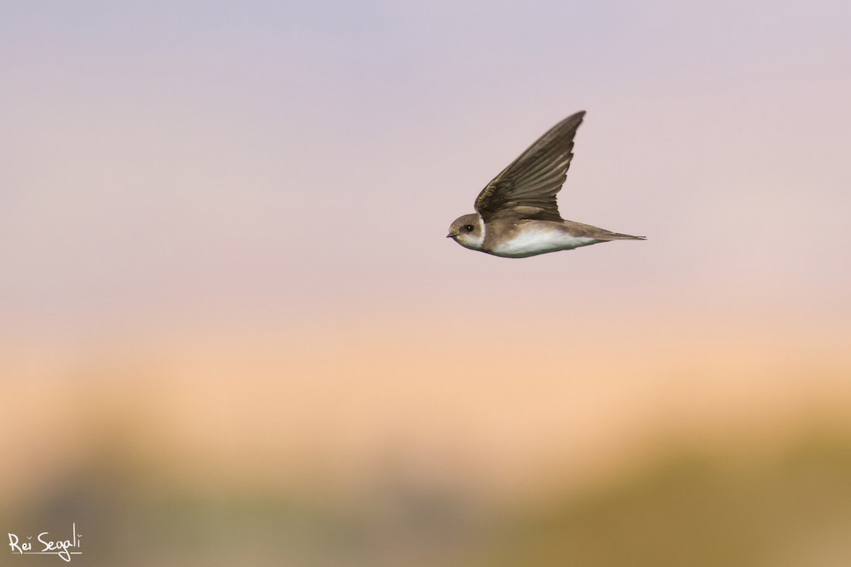 Bank Swallow - Rei Segali