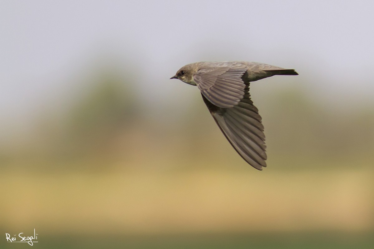 Rock Martin (Pale Crag-Martin) - ML150152371