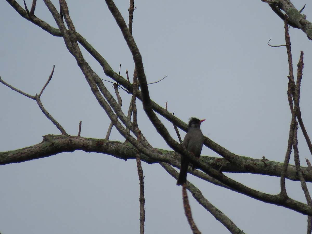 Black Bulbul - Sourav Halder