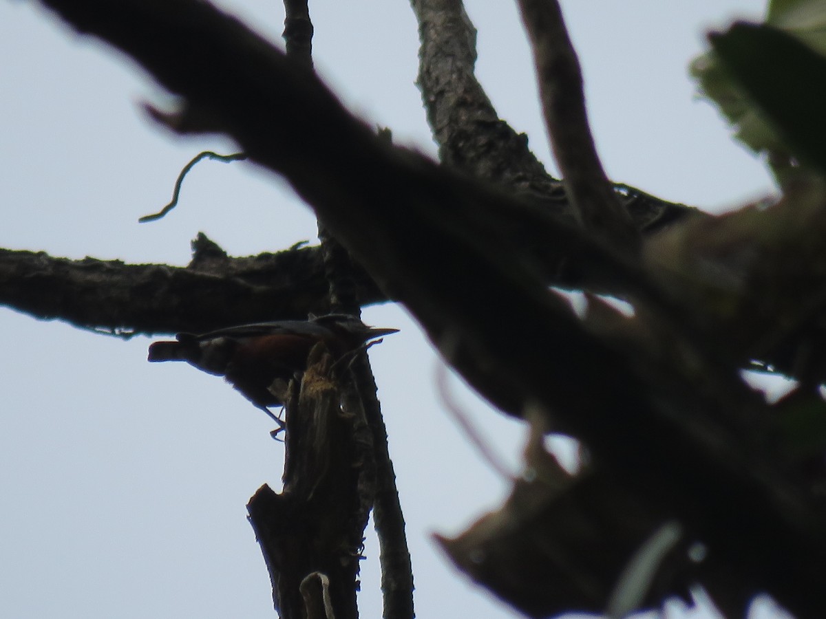 Chestnut-bellied Nuthatch - Sourav Halder