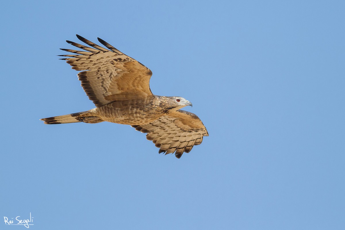 Oriental Honey-buzzard - Rei Segali