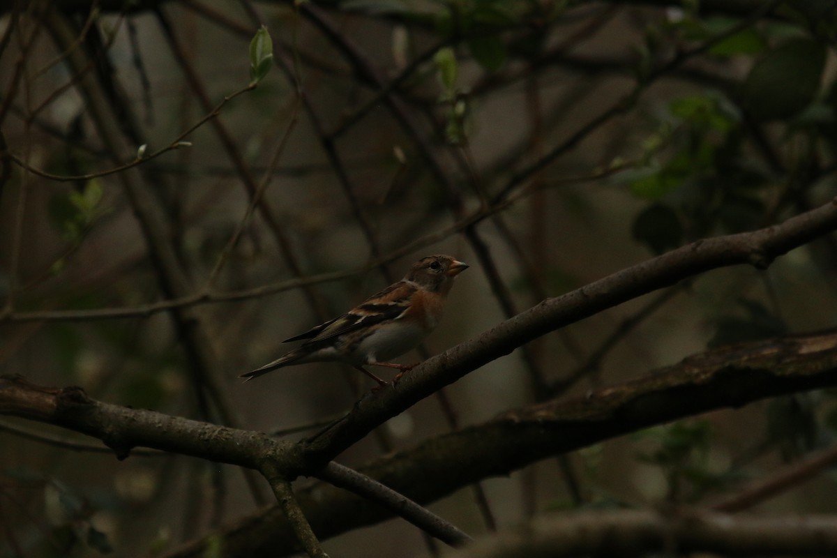 Brambling - Mitka Engebretsen