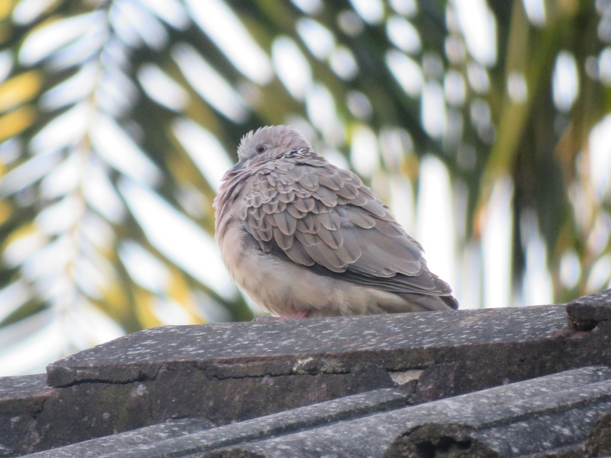 Spotted Dove - ML150154701