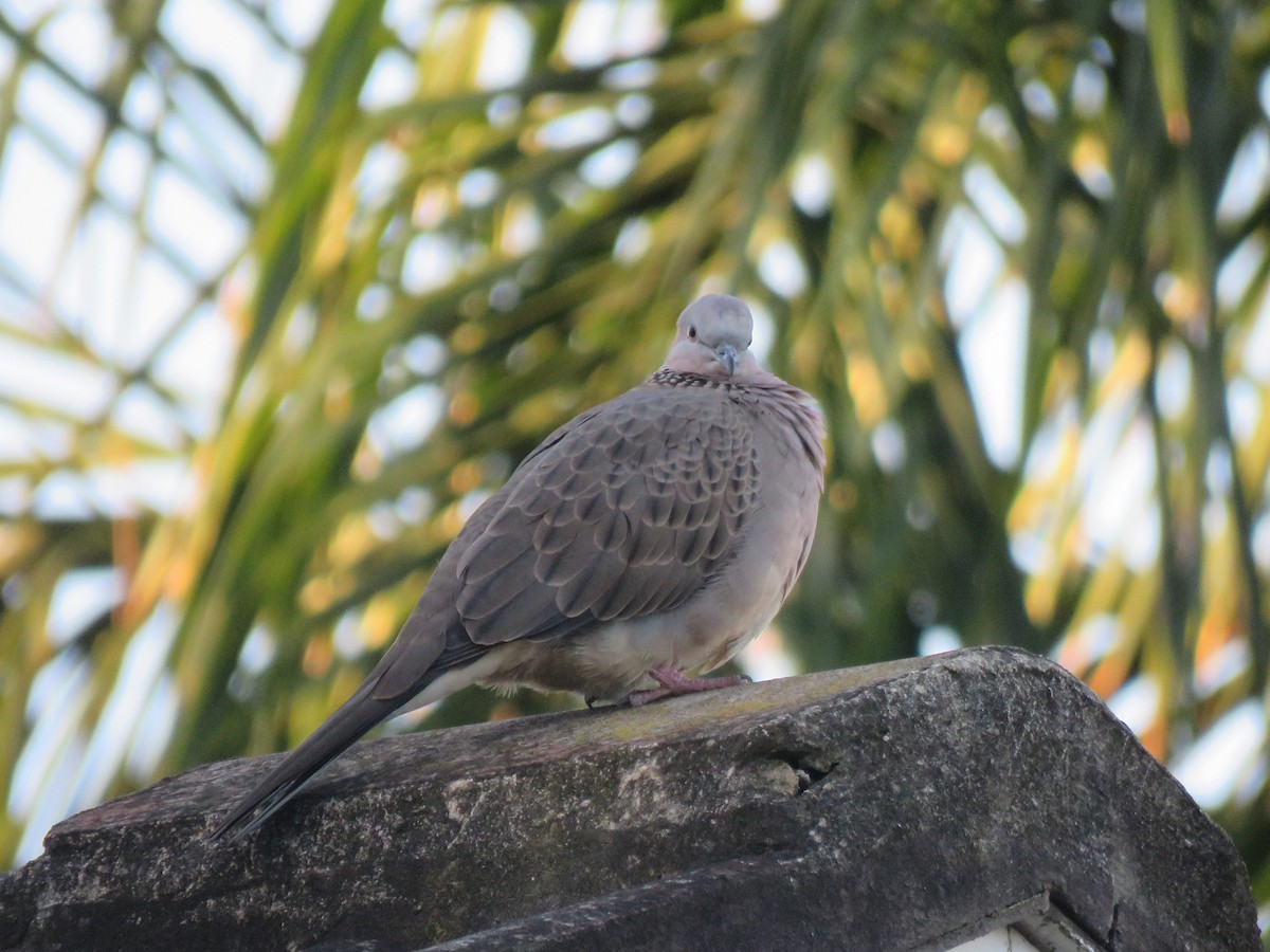 Spotted Dove - ML150154771