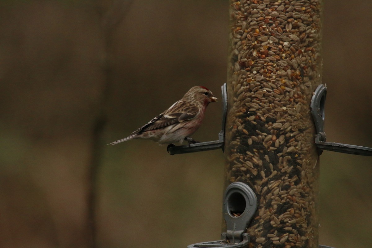 Lesser Redpoll - ML150155061