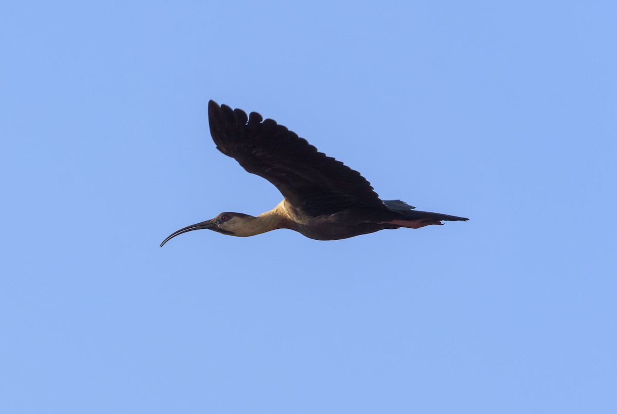 ibis bělokřídlý - ML150155631