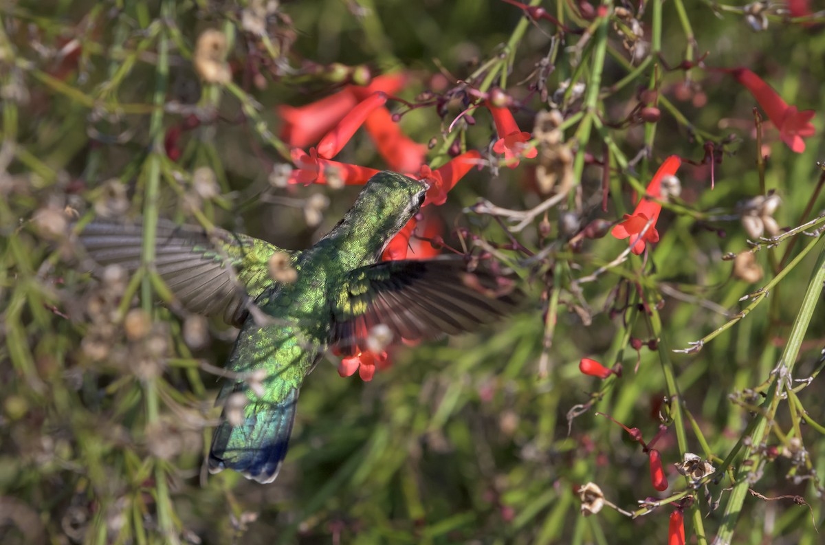 kolibřík safírový - ML150155651