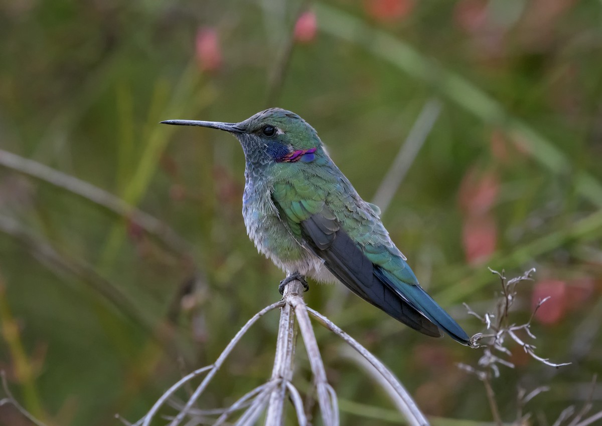 White-vented Violetear - ML150155831