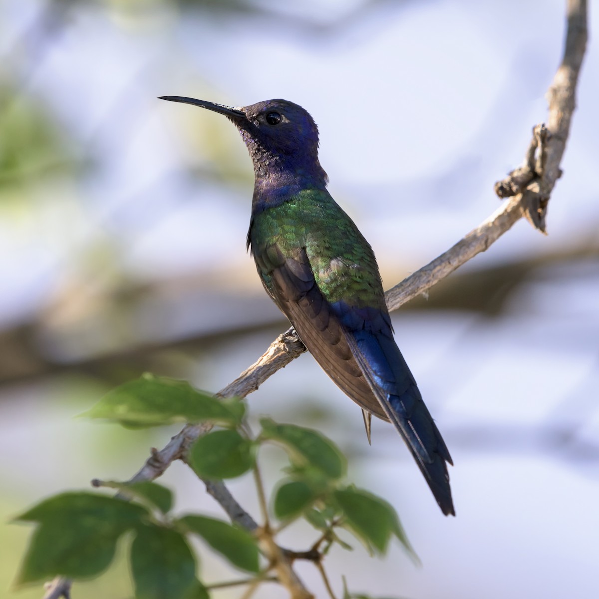 Swallow-tailed Hummingbird - Humberto Mancuso