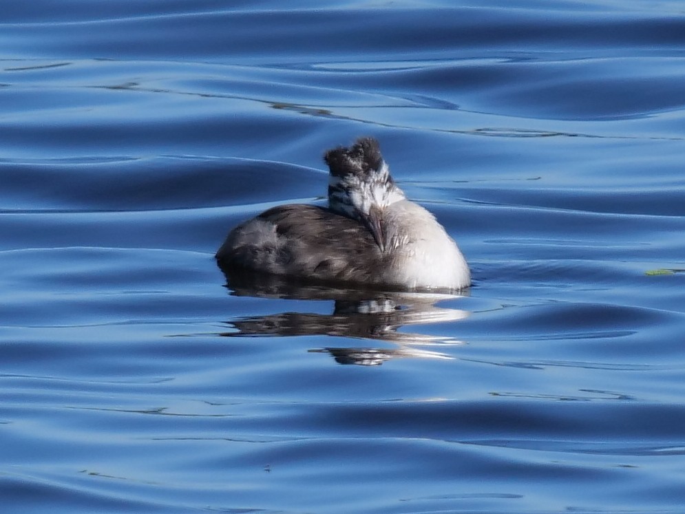 Great Crested Grebe - ML150156451