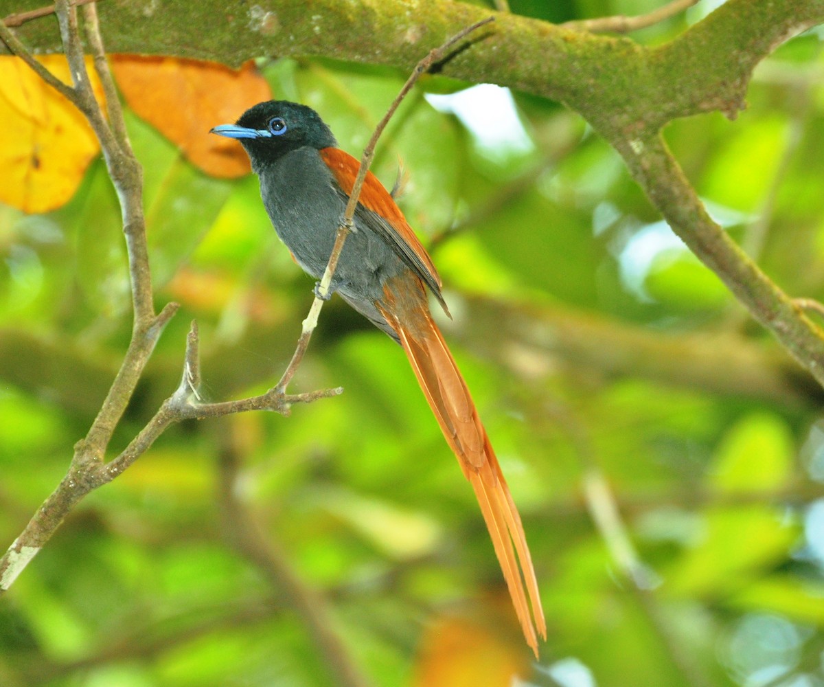 Rufous-vented Paradise-Flycatcher - Andres Angulo Rubiano