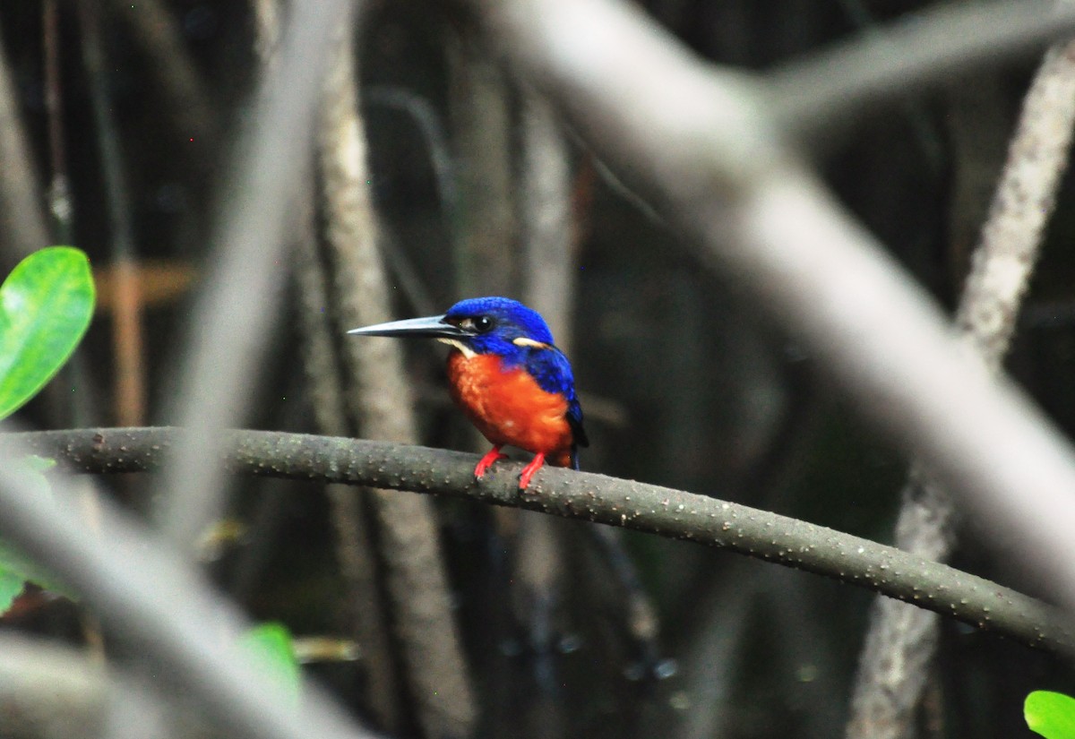 Shining-blue Kingfisher - ML150157121