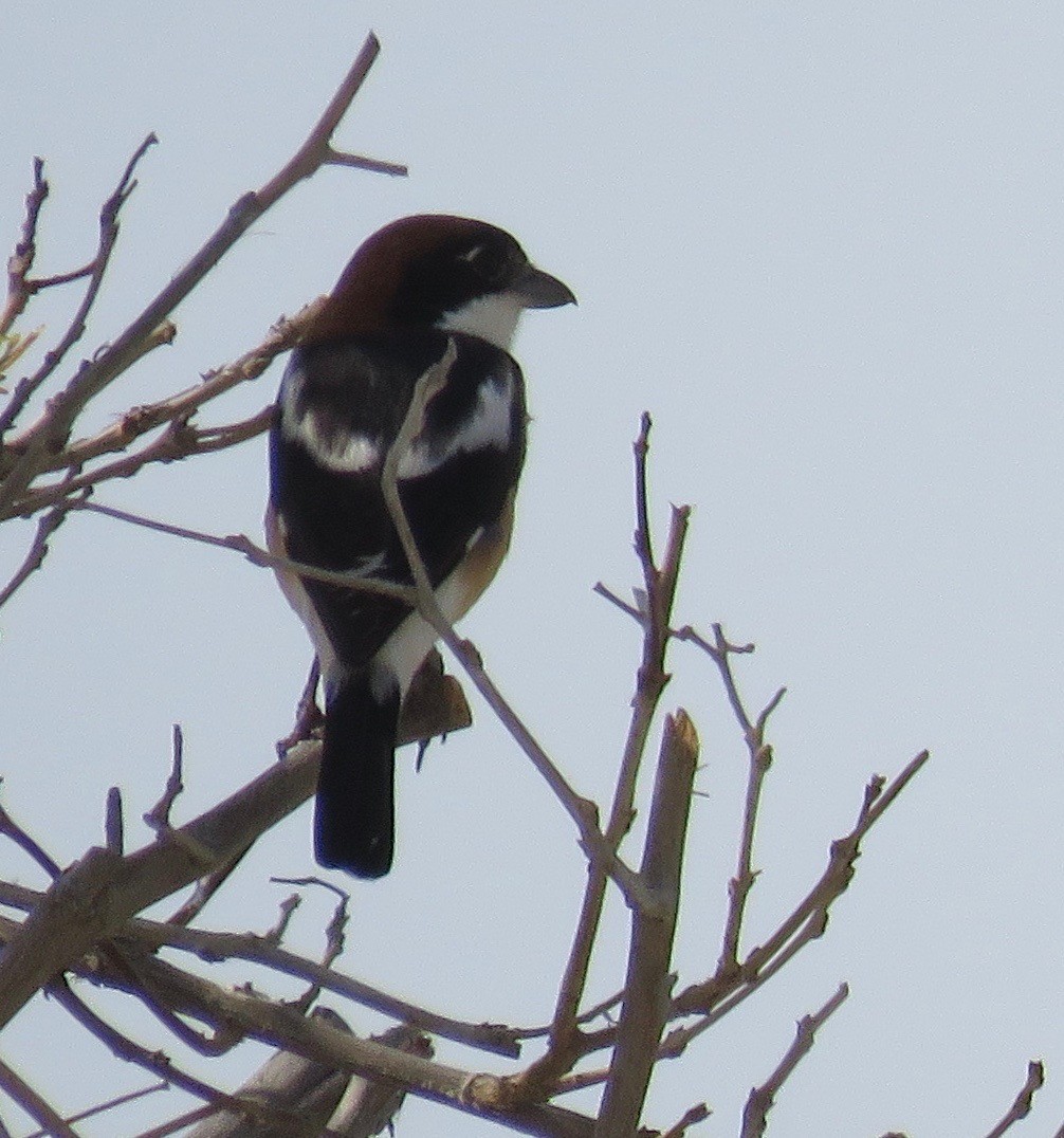 Woodchat Shrike - ML150157831