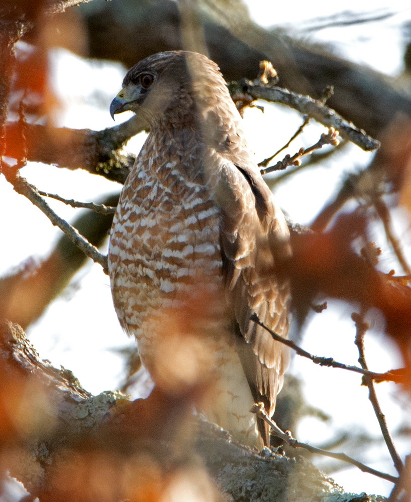 Broad-winged Hawk - ML150157991