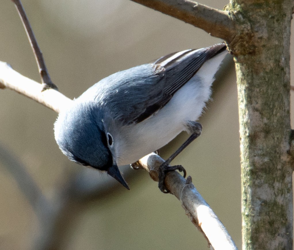 Gobemoucheron gris-bleu - ML150158111