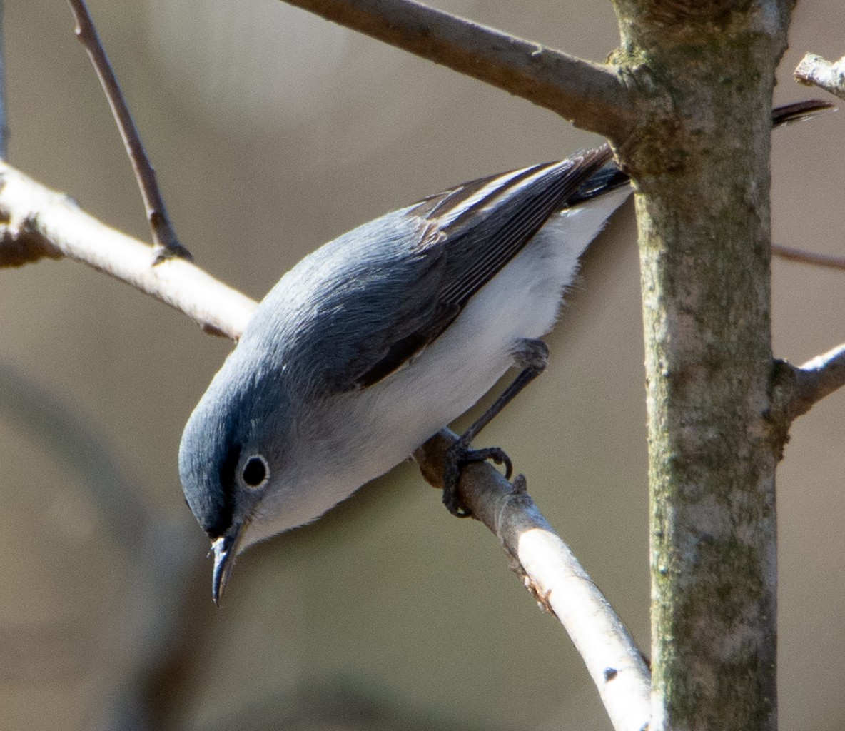 Gobemoucheron gris-bleu - ML150158121