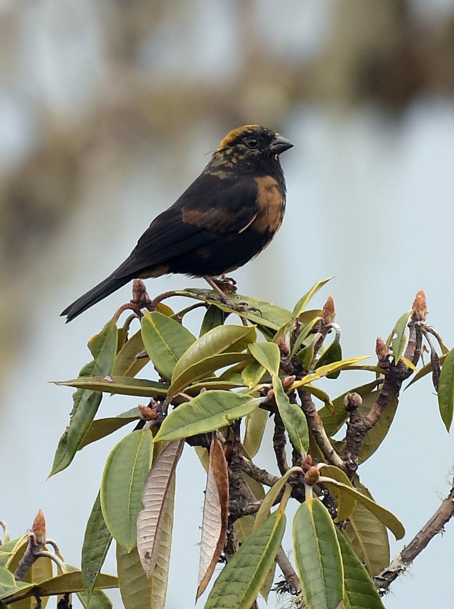 Gold-naped Finch - David Provencher