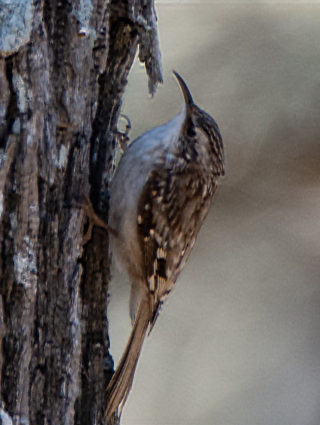 Brown Creeper - Jack and Shirley Foreman