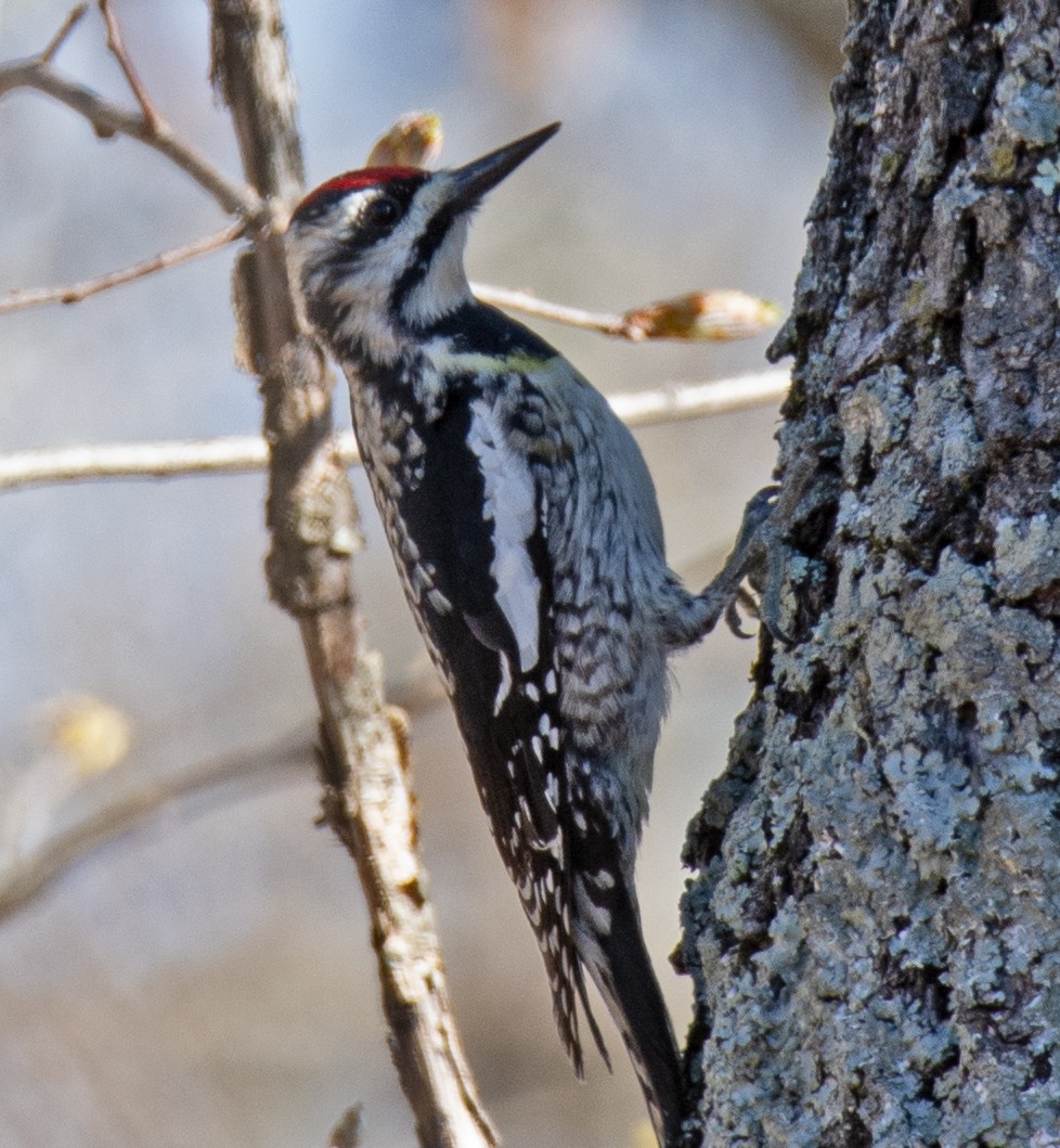 Yellow-bellied Sapsucker - ML150158321