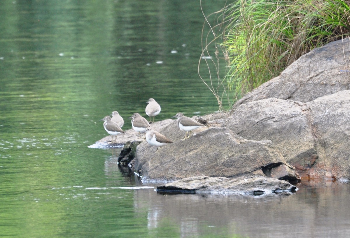 Common Sandpiper - ML150158581