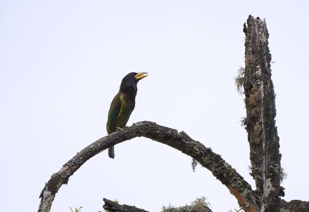Great Barbet - ML150159041