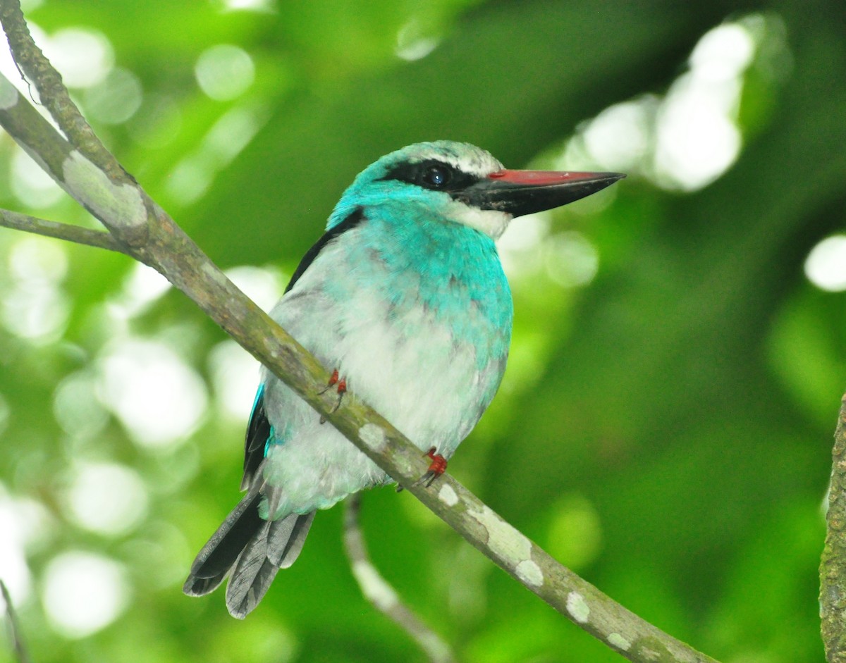 Martin-chasseur à poitrine bleue - ML150159341