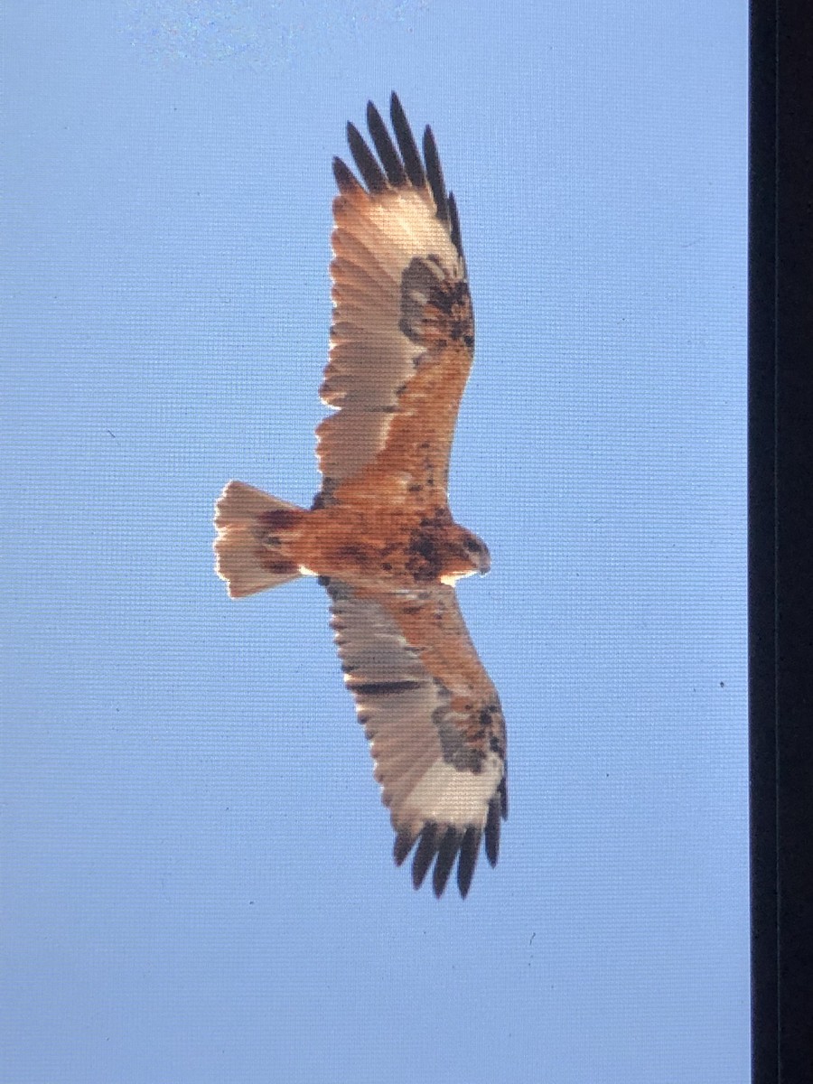 Black-breasted Kite - ML150159711