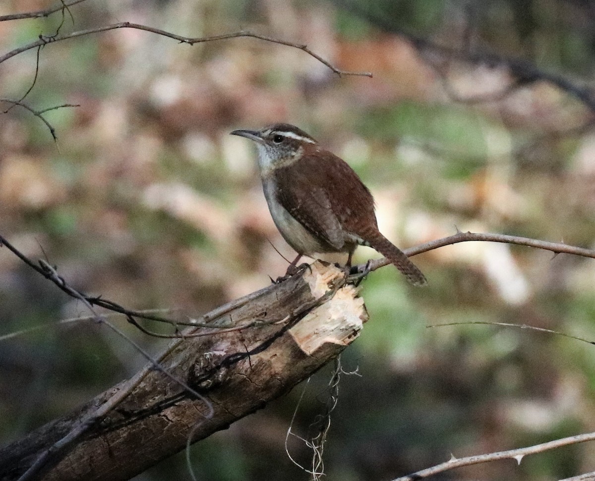 Carolina Wren - Renee Frederick