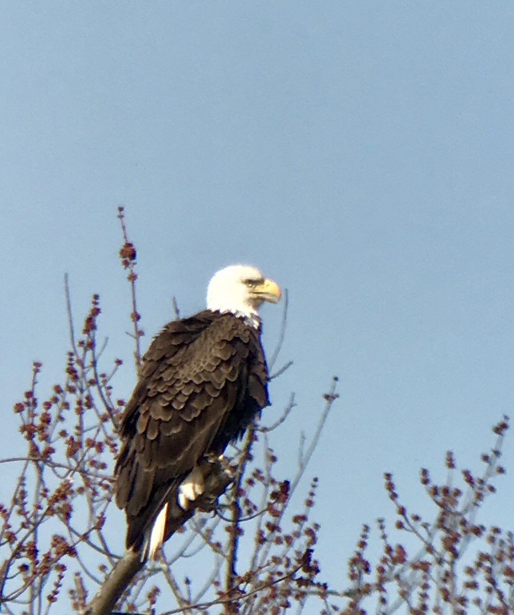 Bald Eagle - ML150160881