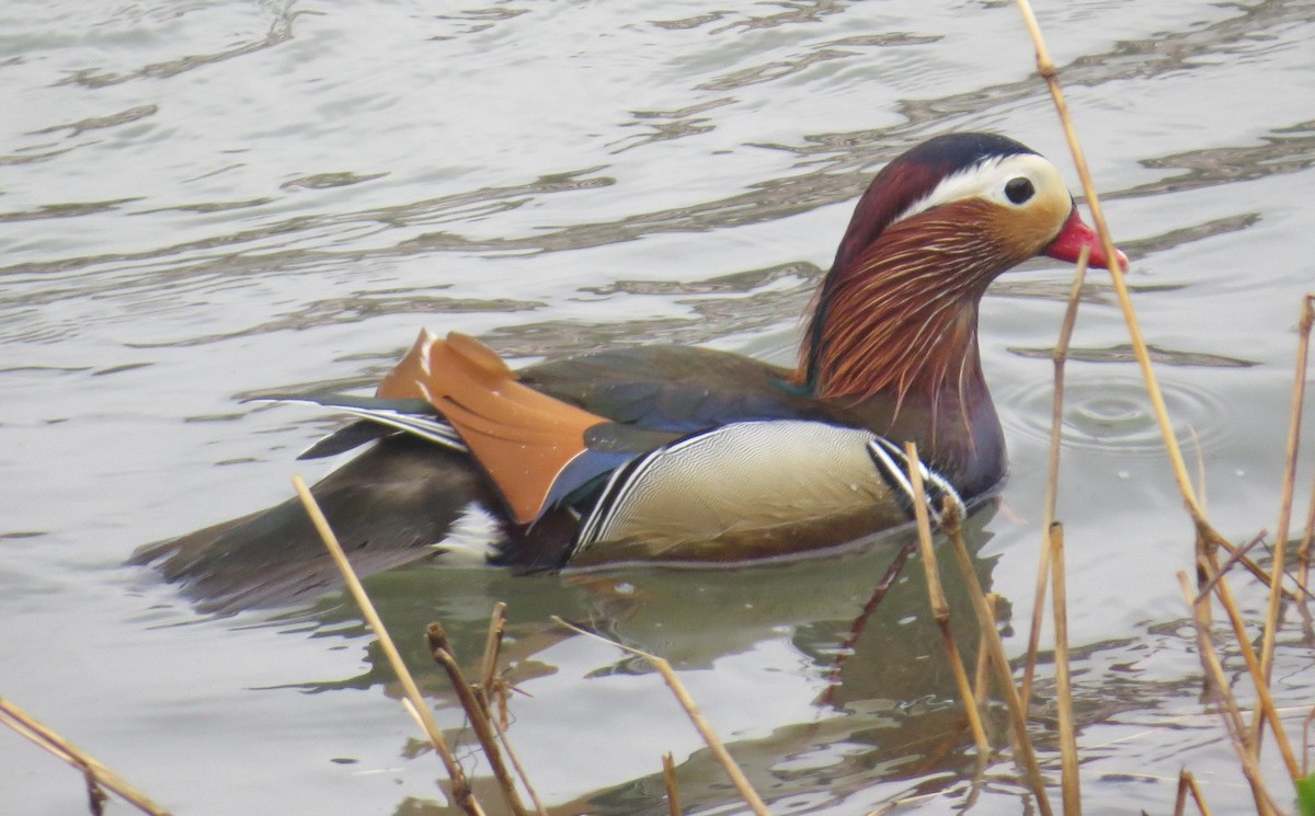 מנדרין סיני - ML150161251