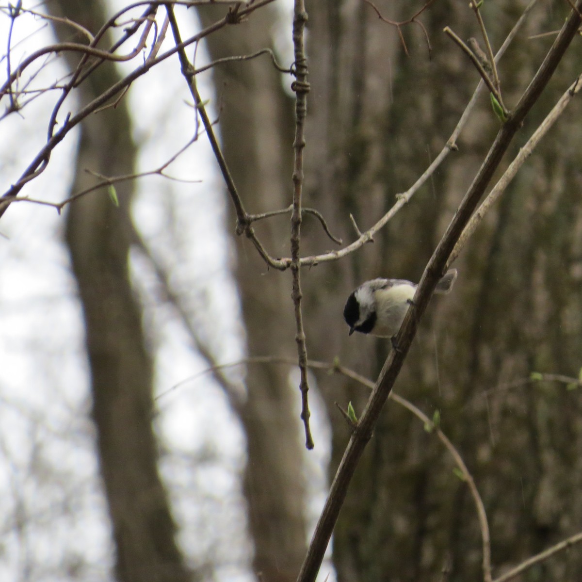 Black-capped Chickadee - ML150164291