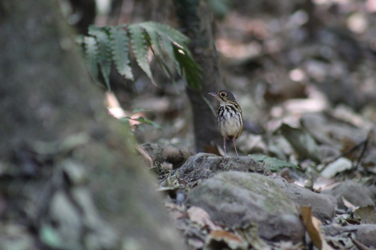 Streak-chested Antpitta - ML150164701