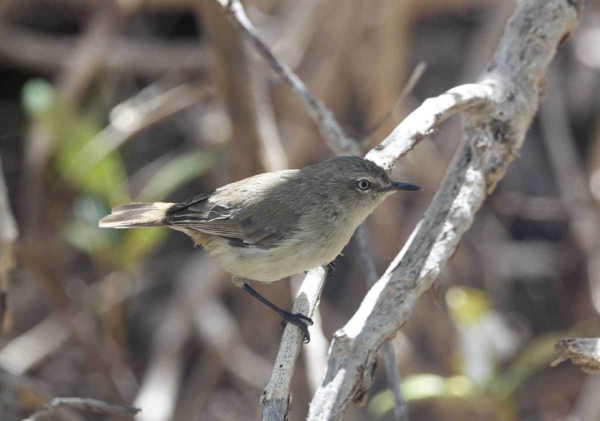 Dusky Gerygone - ML150165461