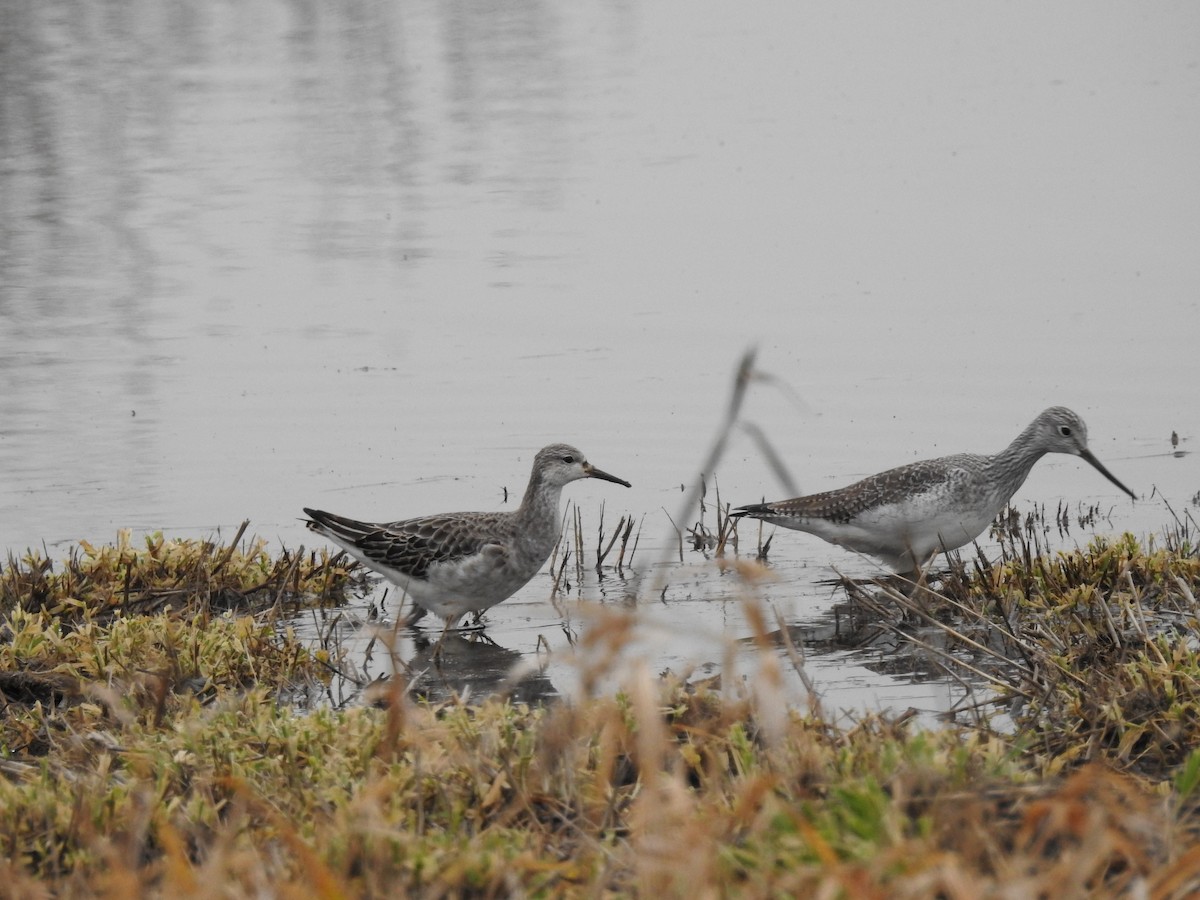 Kampfläufer - ML150166491