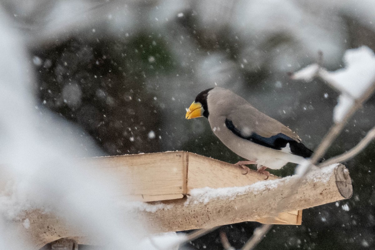 Japanese Grosbeak - ML150167851